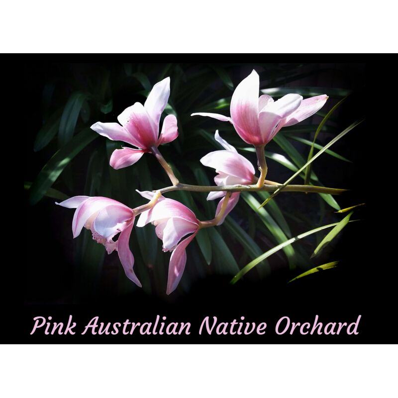 Pink Australian Native Orchard Thumbnail